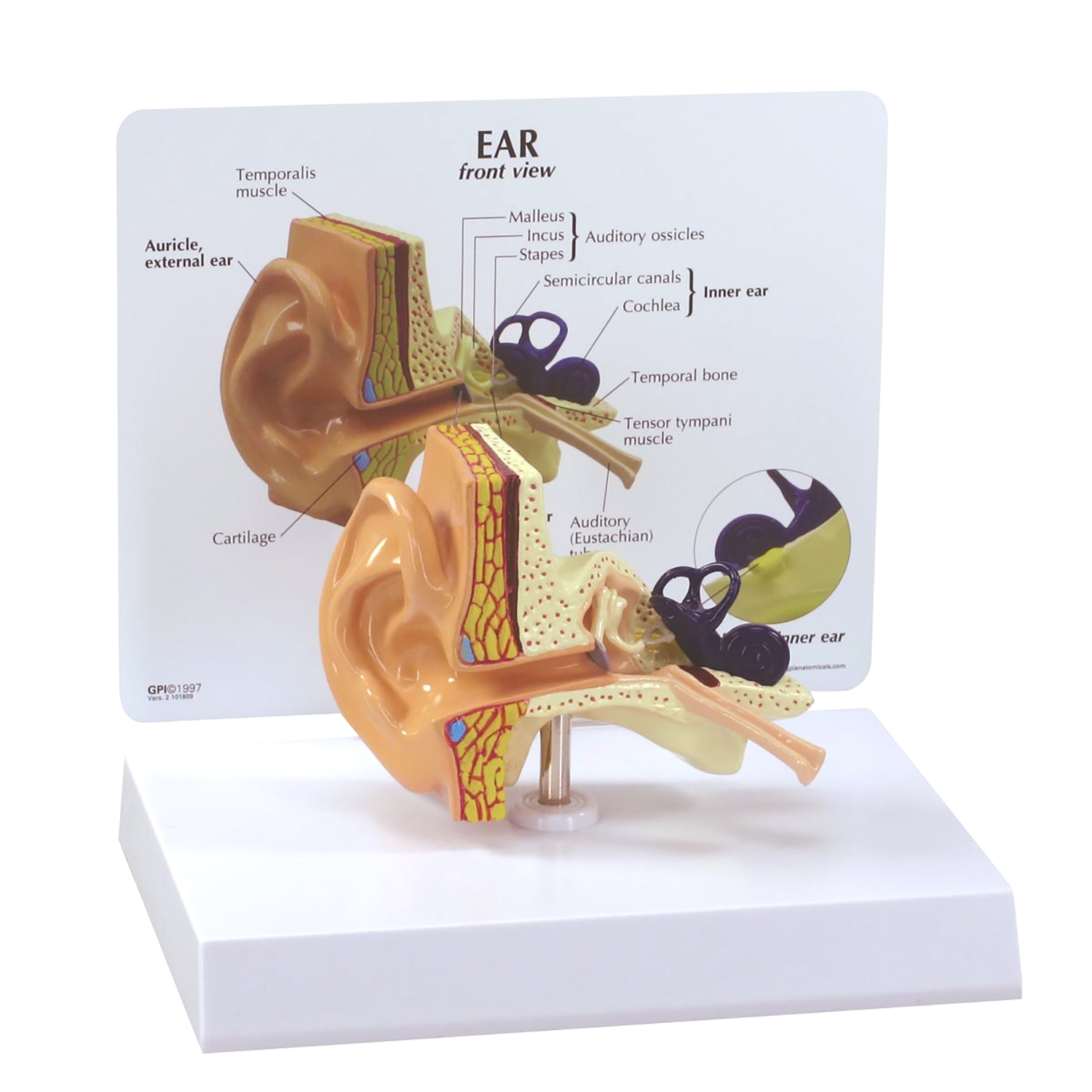 Modèle d'oreille sur pied 1-1