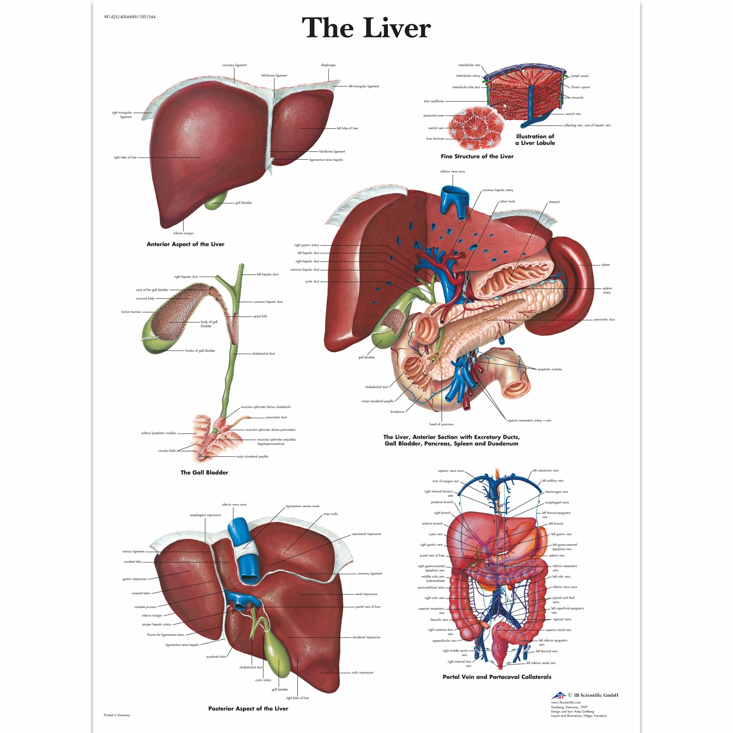 Wandplaat geplastificeerd The Liver - 50 x 67 cm