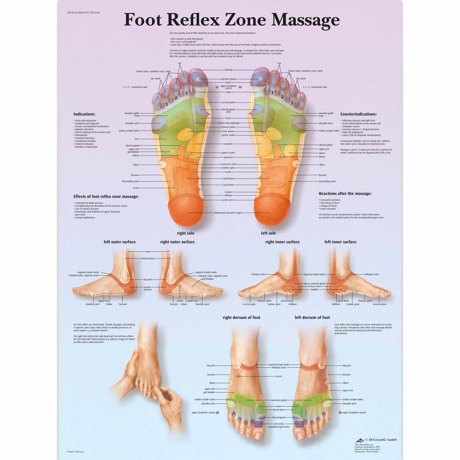 Pancarte murale plastifiée Foot Reflex Zone Massage - 50 x 67 cm