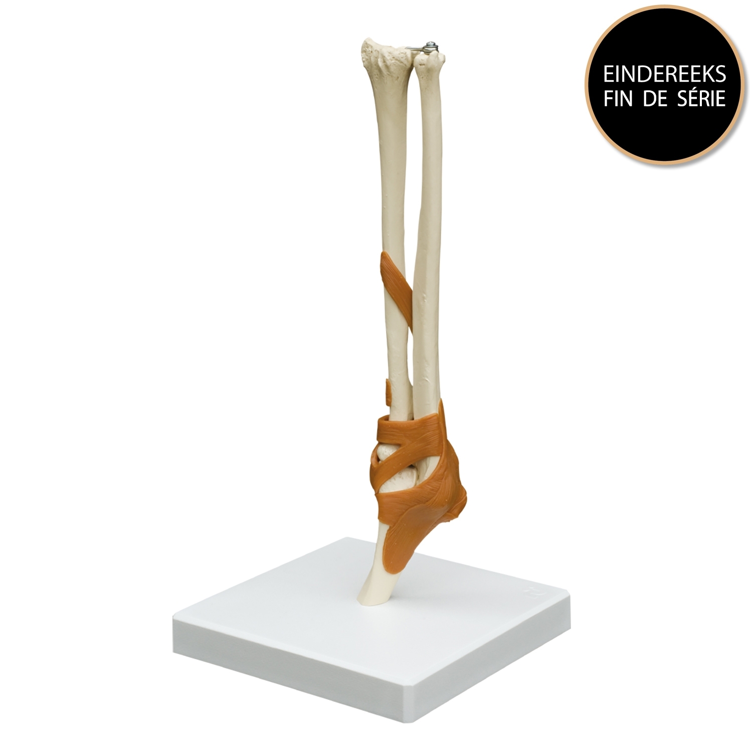 Anatomisch model - ellebooggewricht + ligamenten
