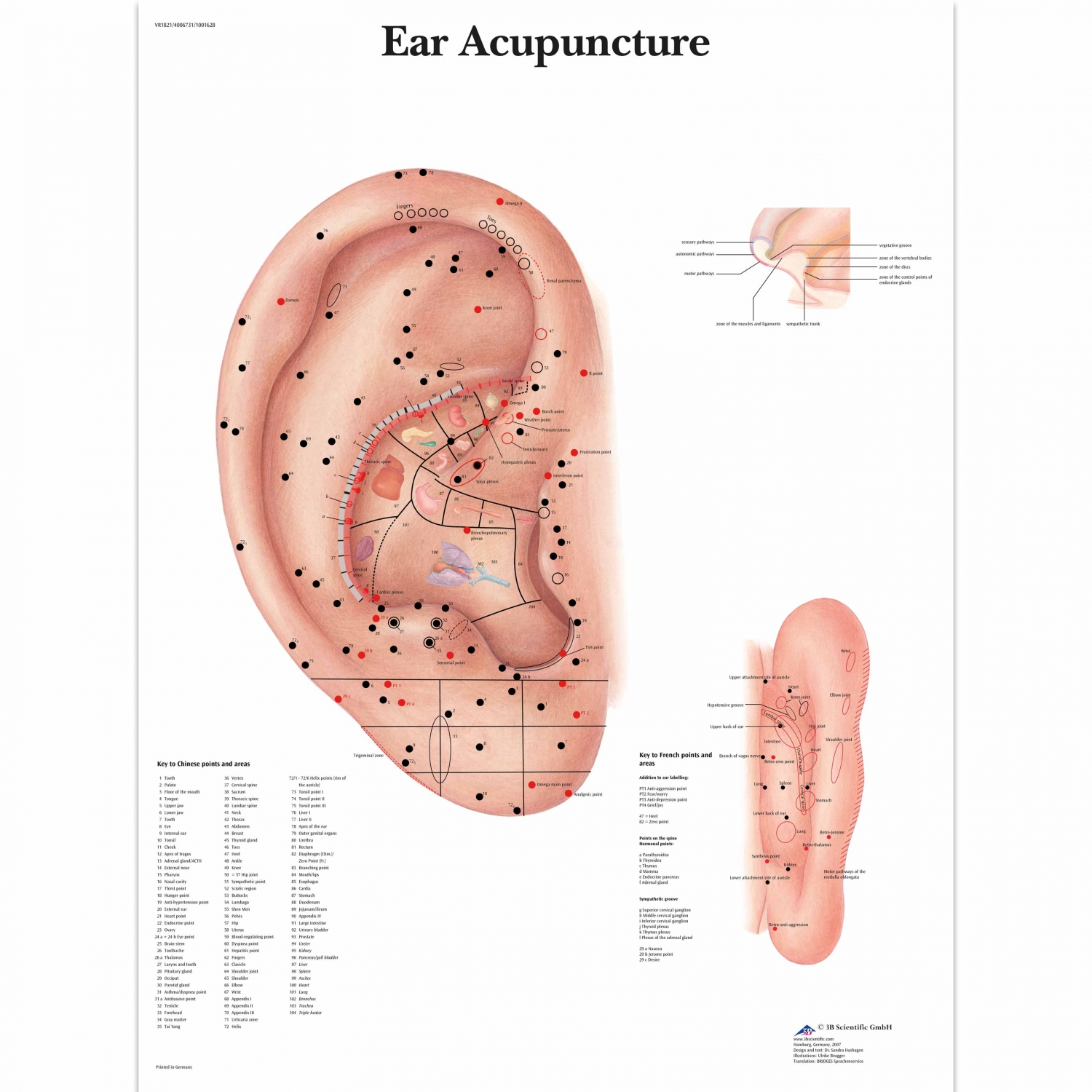 Wandplaat geplastificeerd Ear Acupuncture - 50 x 67 cm