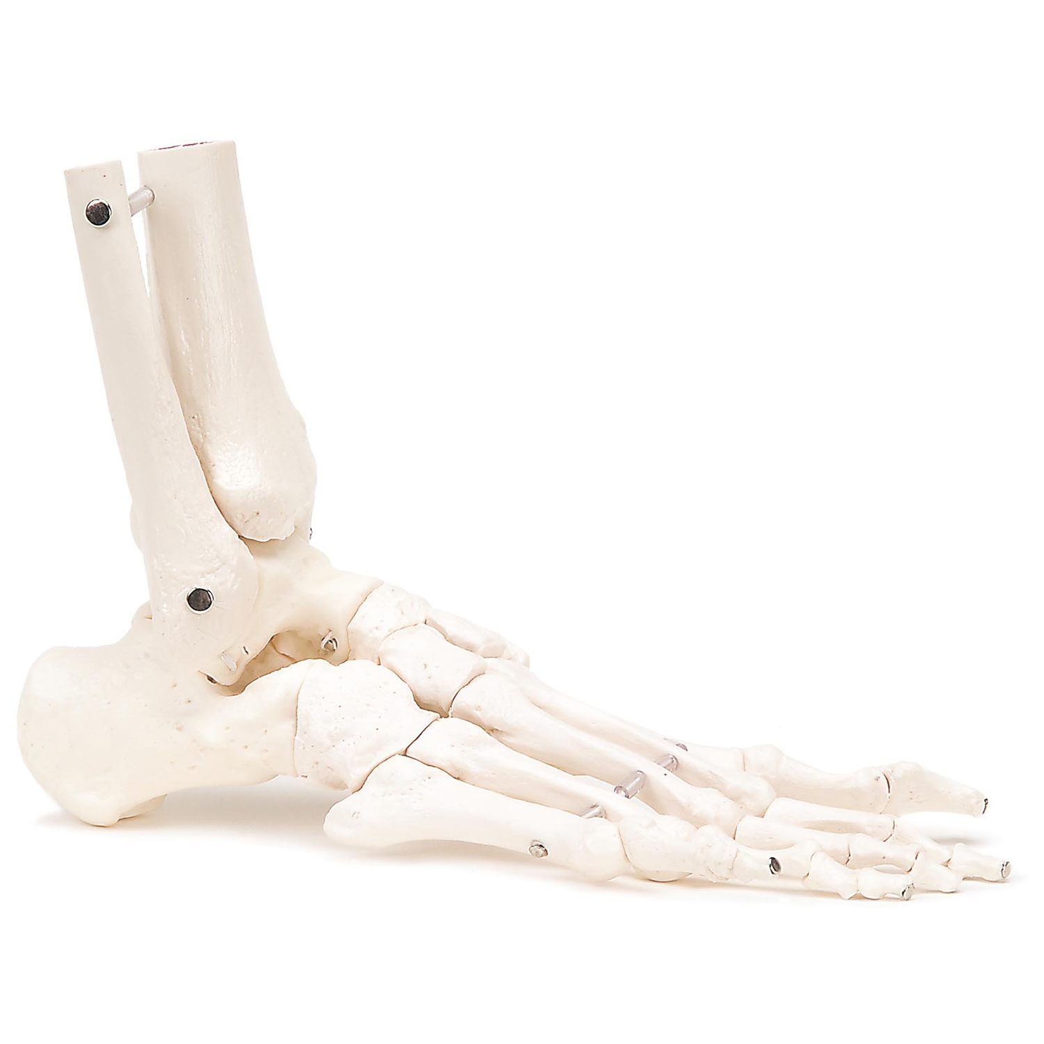 Skelet voet en onderbeen - Rechts