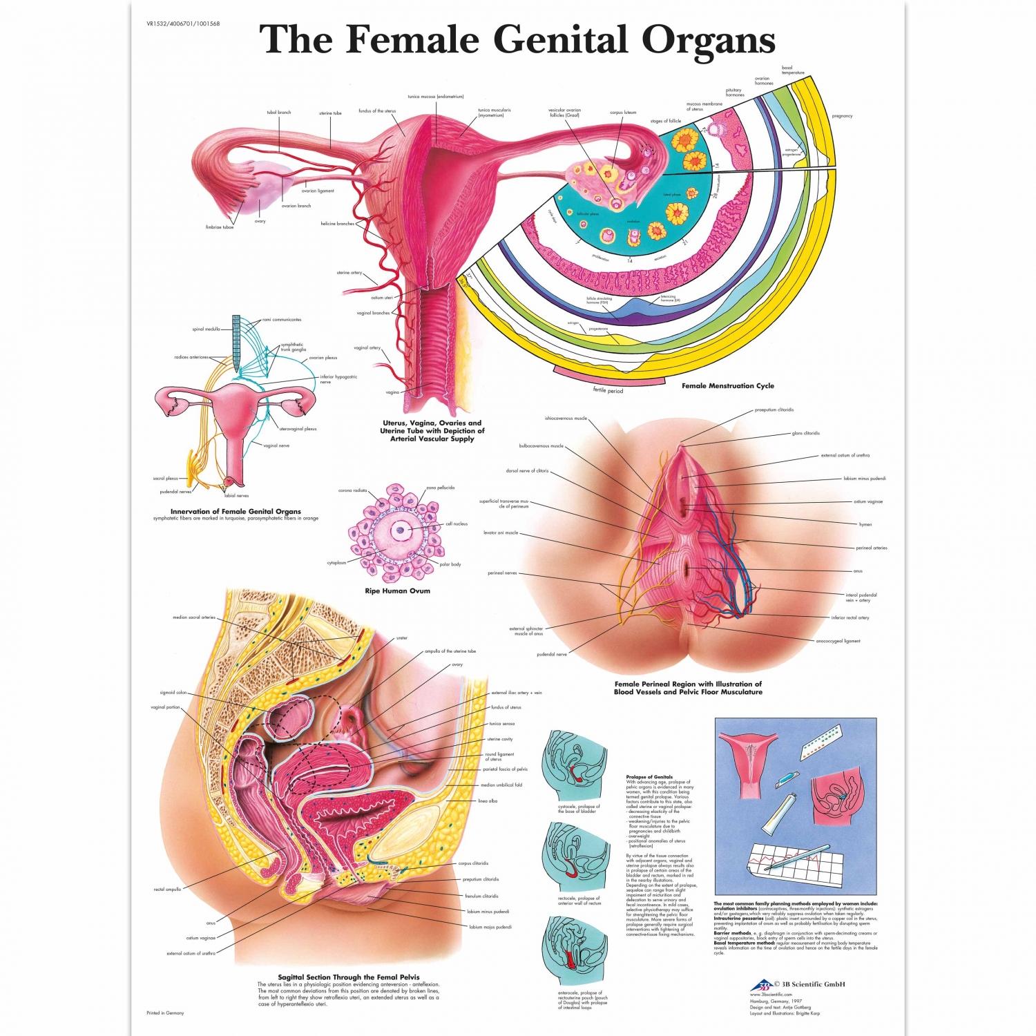 Wandplaat geplastificeerd The Female Genital Organs - 50 x 67 cm