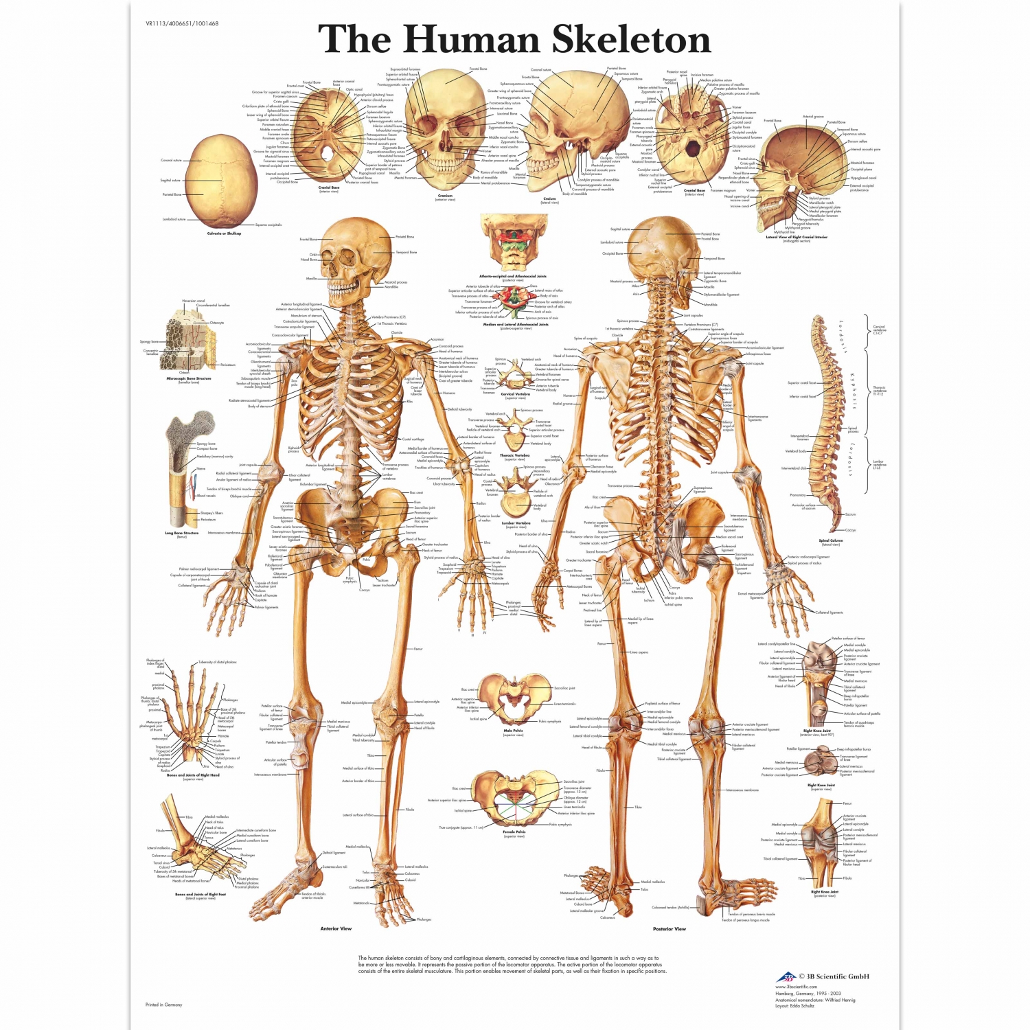 Wandplaat geplastificeerd Human skeleton - 50 x 67 cm