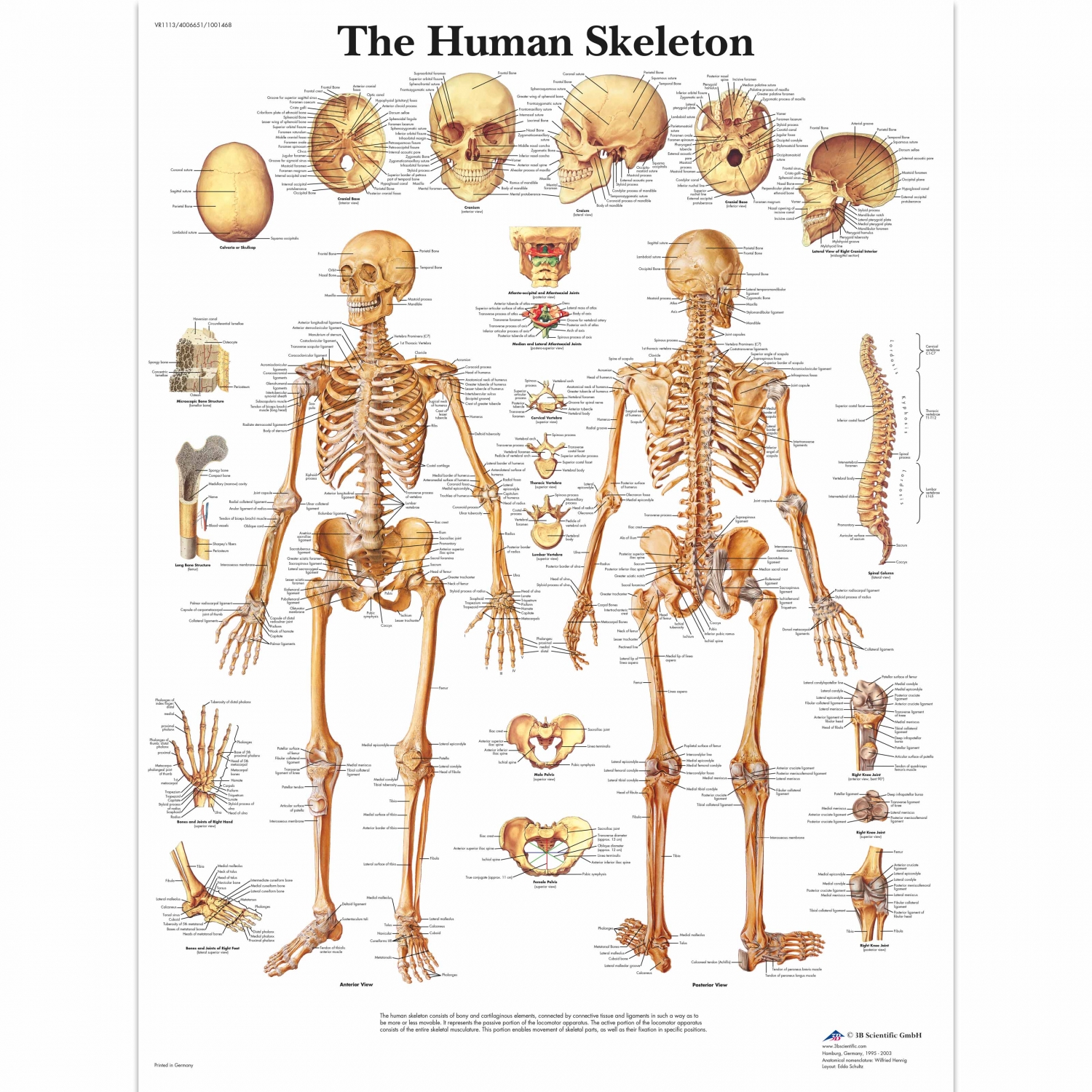 Pancarte murale plastifiée Human Skeleton - 50 x 67 cm