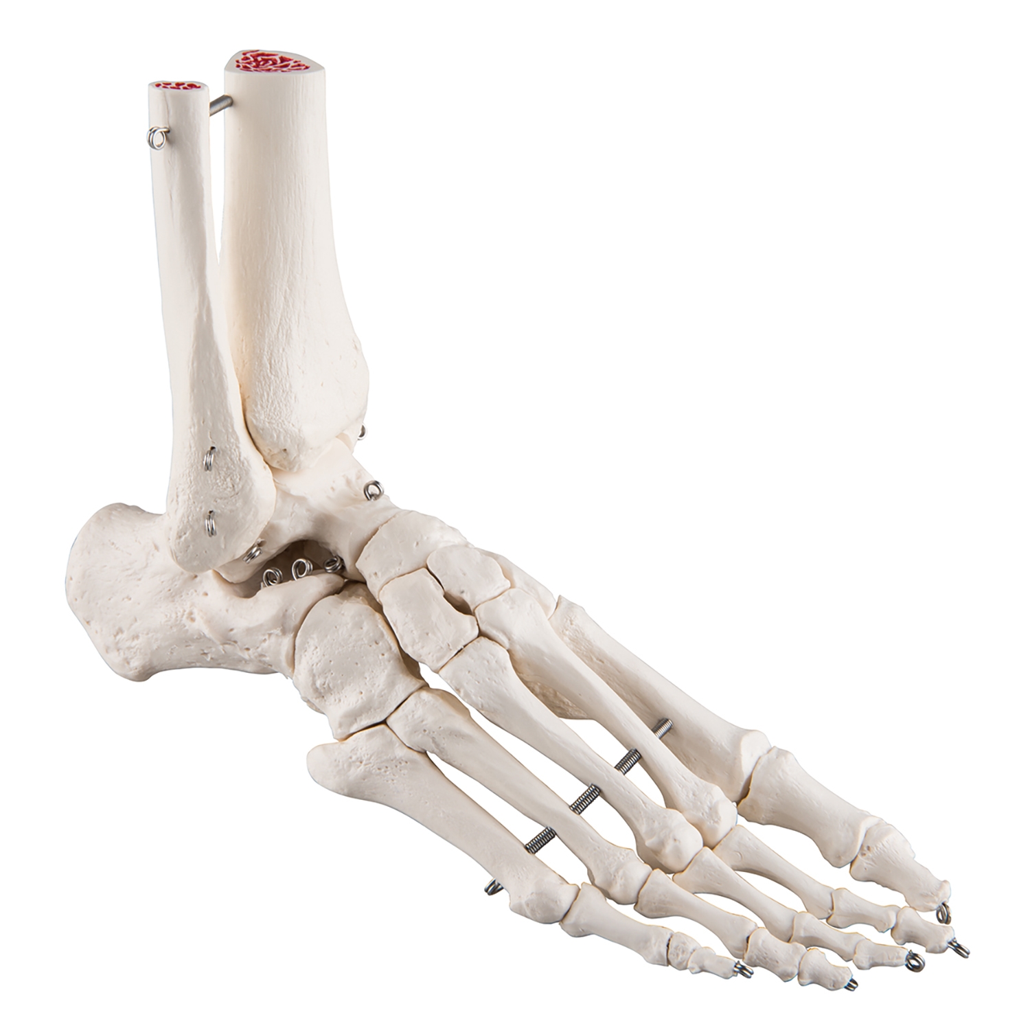 Skelet voet en onderbeen - Links