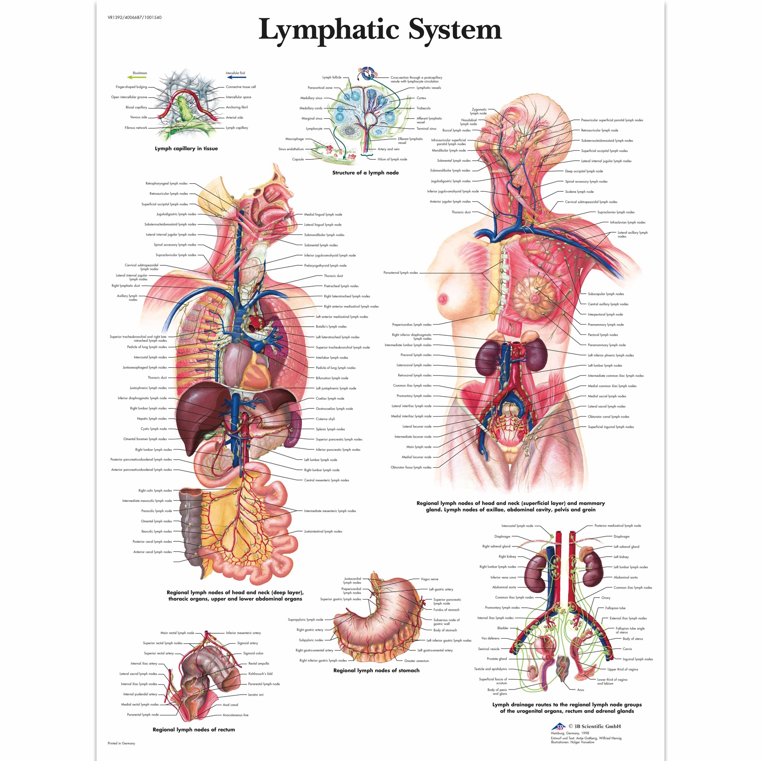 Pancarte murale plastifiée Lymphatic System - 50 x 67 cm