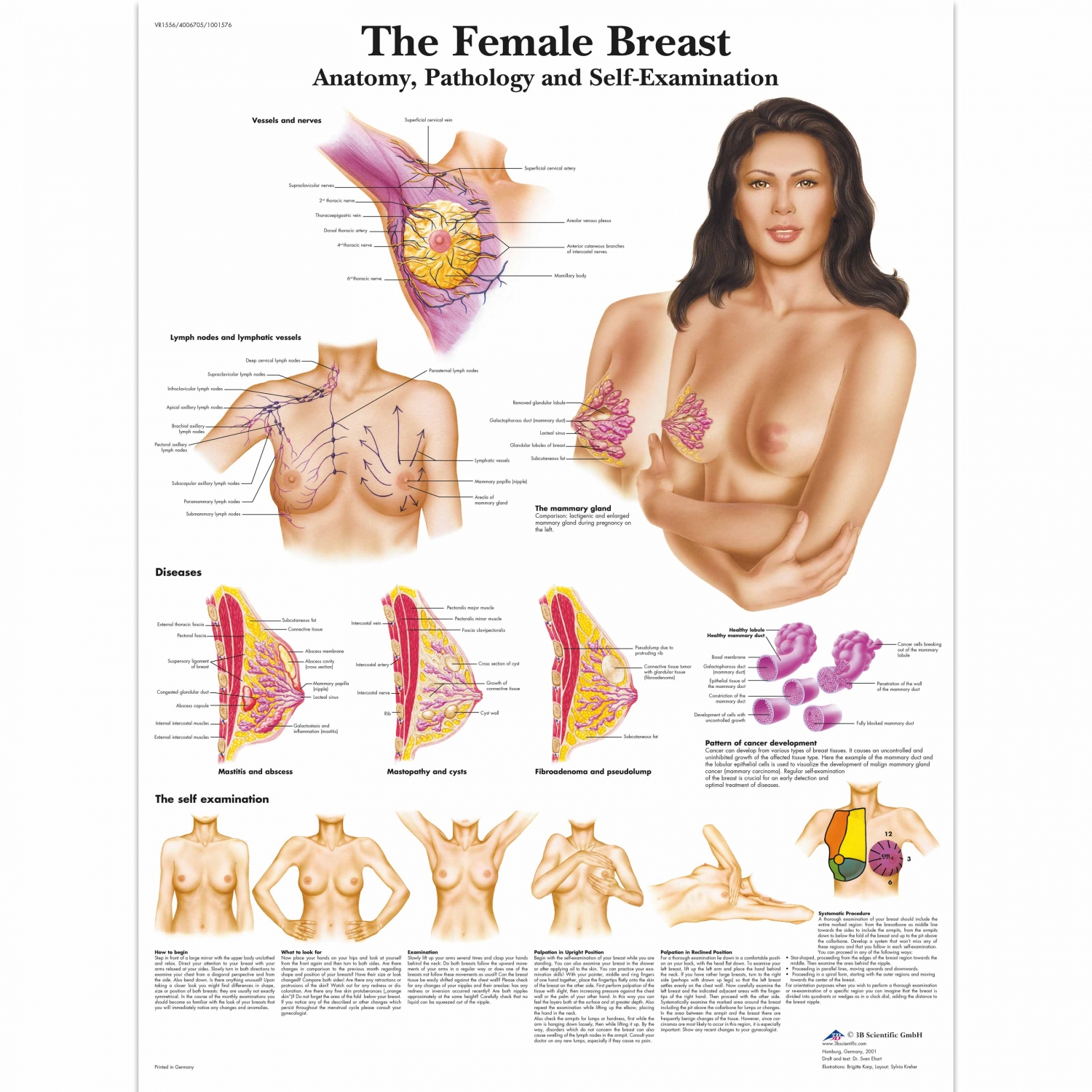 Wandplaat geplastificeerd The Female Breast - 50 x 67 cm