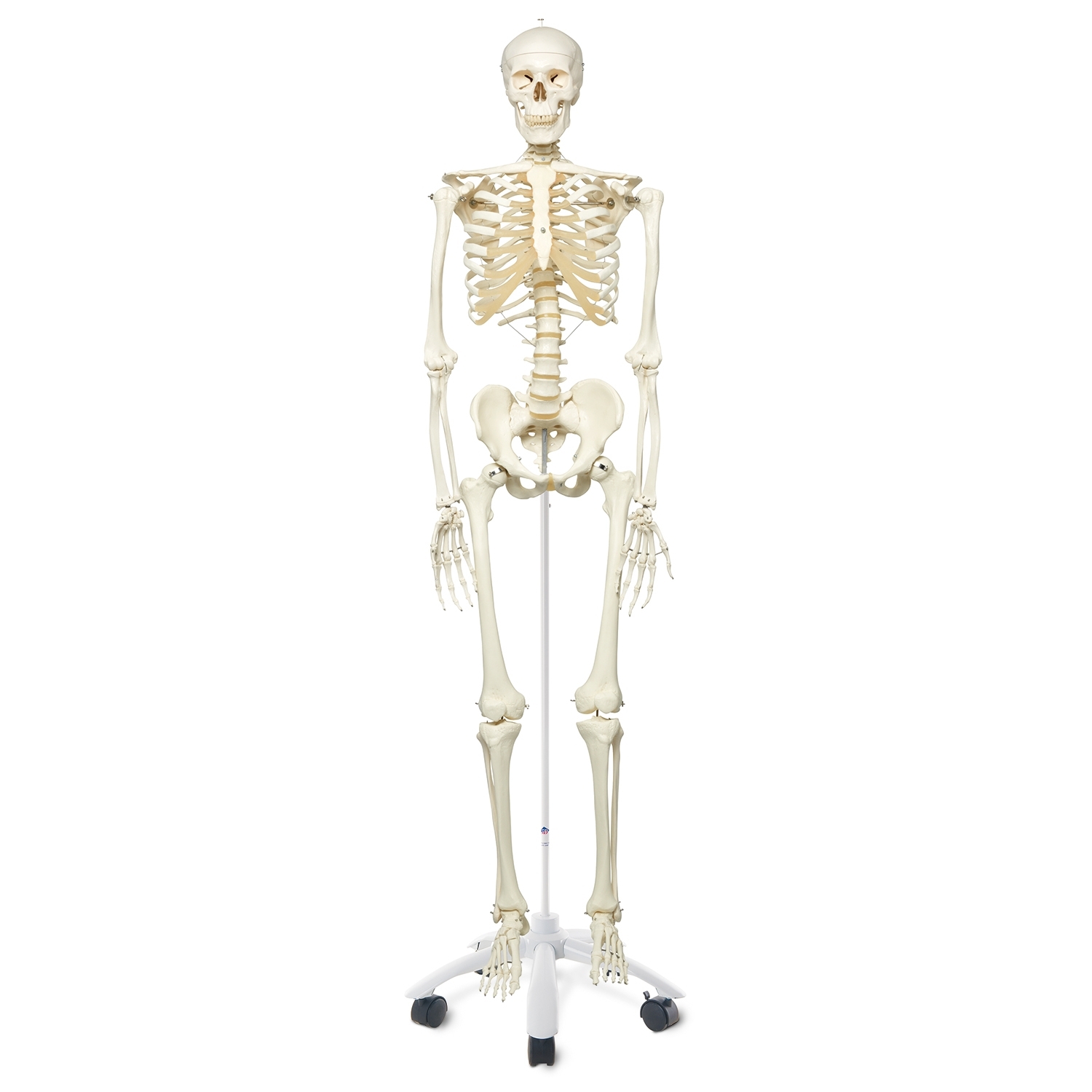 Squelette - avec support