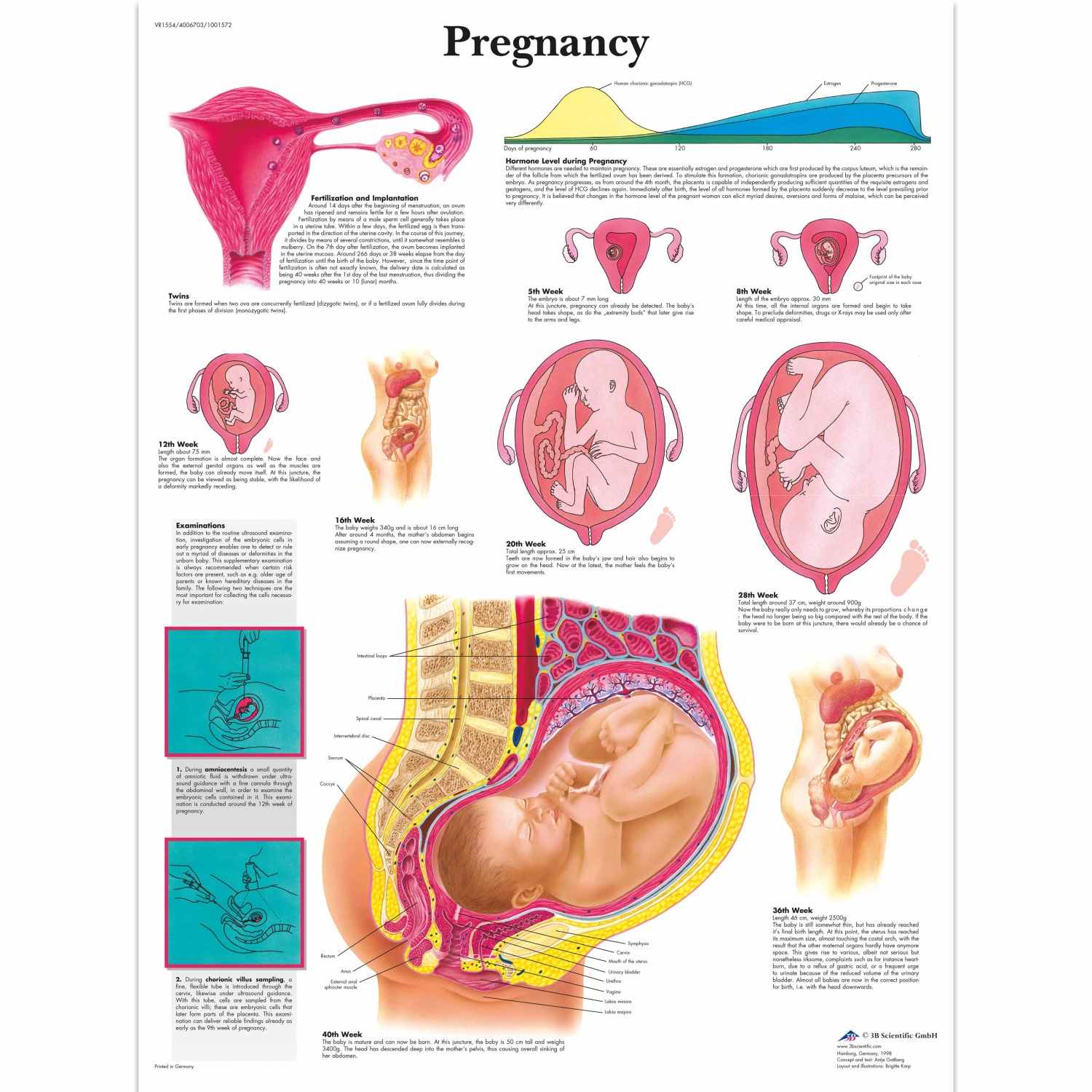 Wandplaat geplastificeerd Pregnancy - 50 x 67 cm