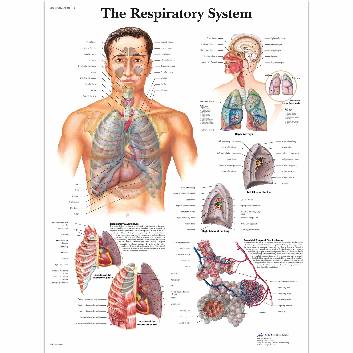 Pancarte murale plastifiée The Respiratory System - 50 x 67 cm