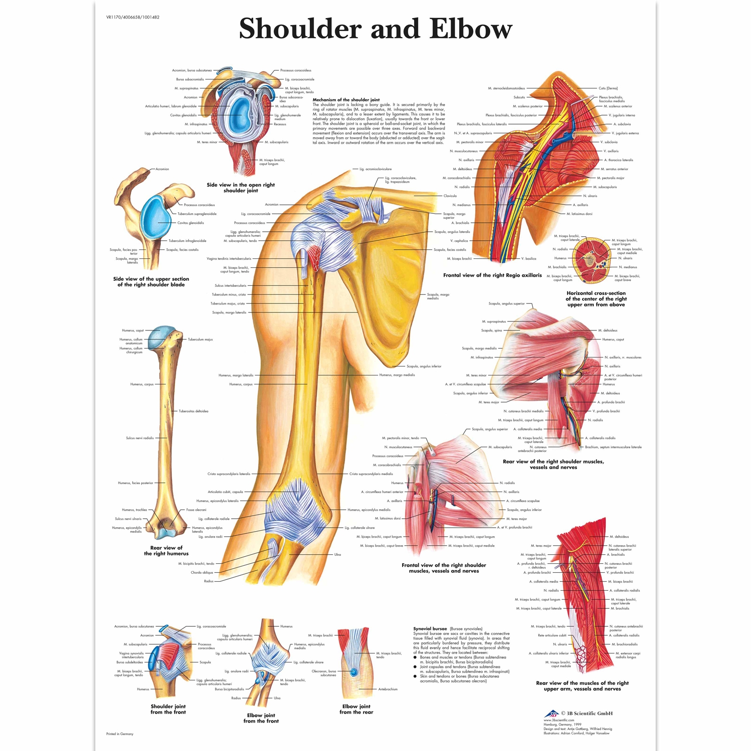 Pancarte murale plastifiée Shoulder and Elbow - 50 x 67 cm