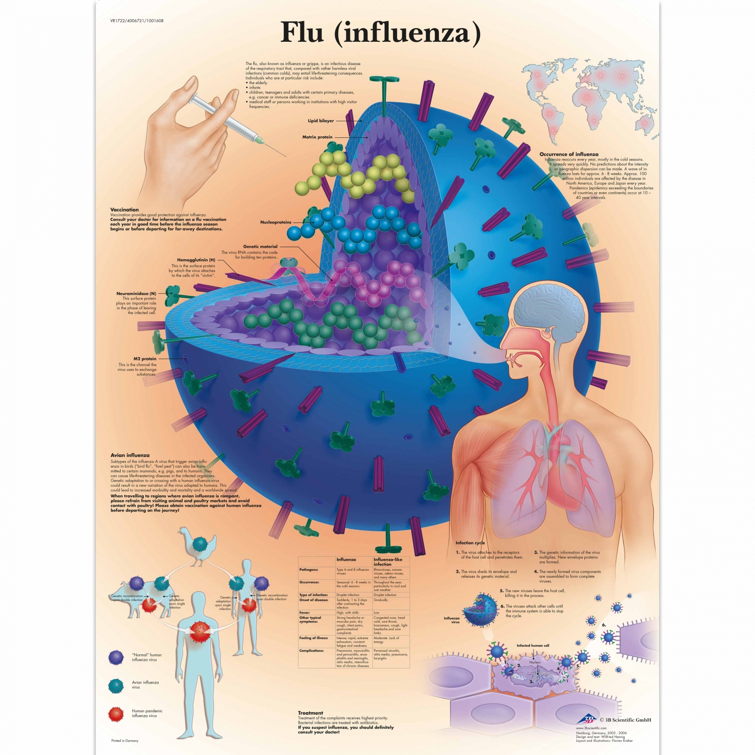 Wandplaat geplastificeerd Flu (Influenza) - 50 x 67 cm