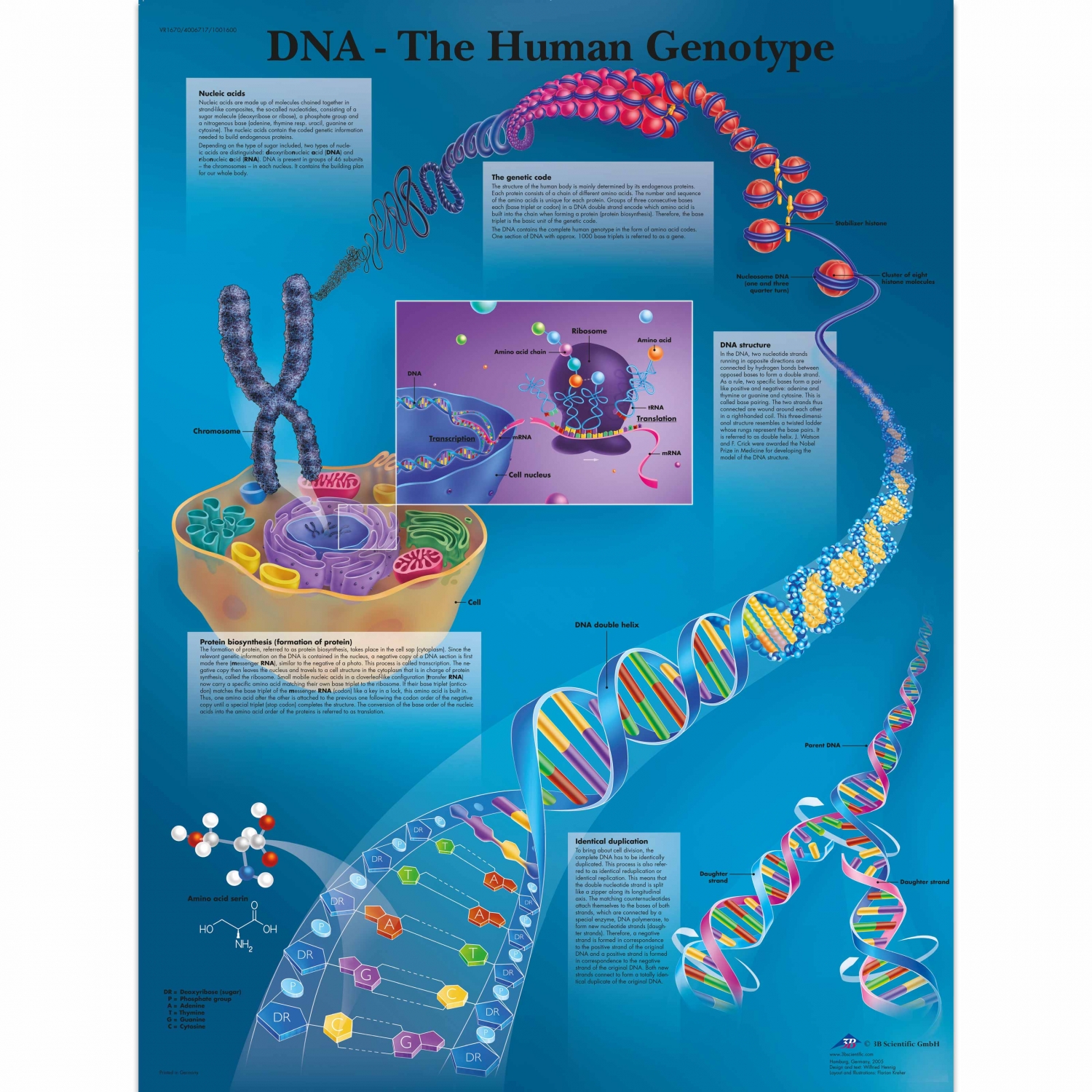 Wandplaat geplastificeerd DNA-The Human Genotype - 50 x 67 cm