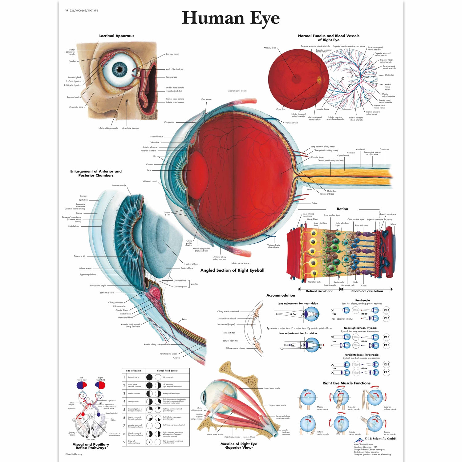 Wandplaat geplastificeerd Human Eye - 50 x 67 cm